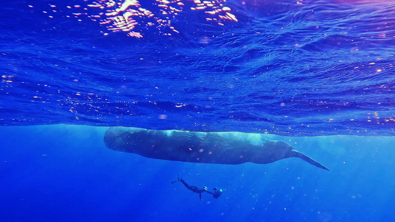 Whales and I still 3