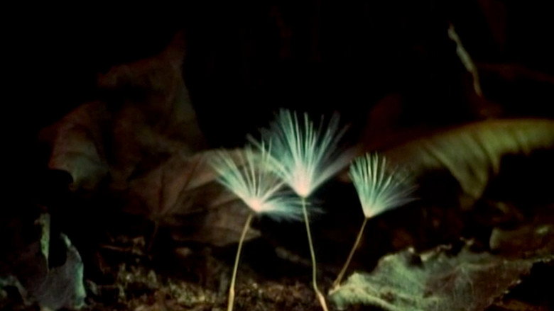 The Secret Life of Plants still 1