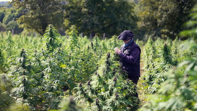 Cannabis, un paradoxe français still 2