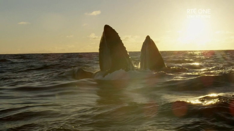Ireland's Deep Atlantic still 2