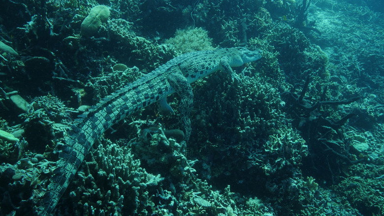 Wonders of the Ocean still 5