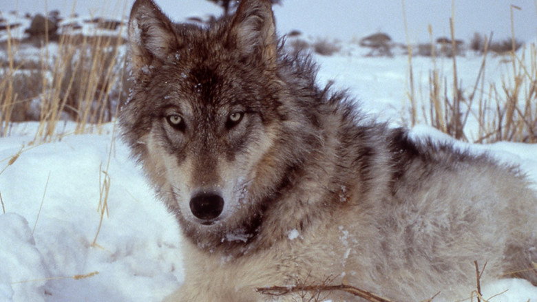 Yellowstone: The Mystery of the Wolves still 1