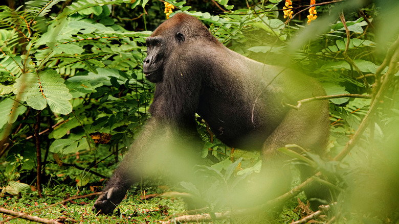 Gorillas Close Up still 7