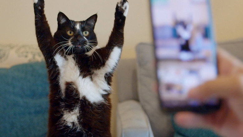 Cat Daddies still 2