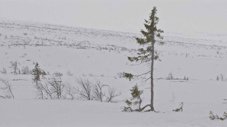 A tree is a tree still 1