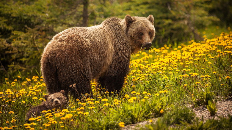 Bear Island still 1