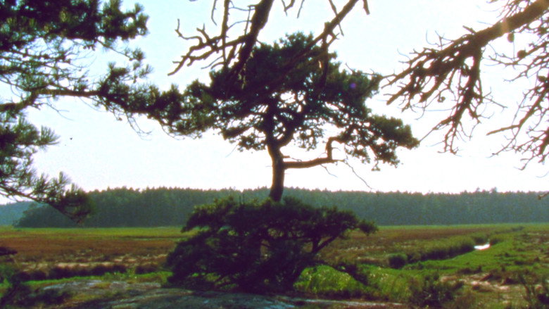 Jasper Beach and The Salt Marsh still 1