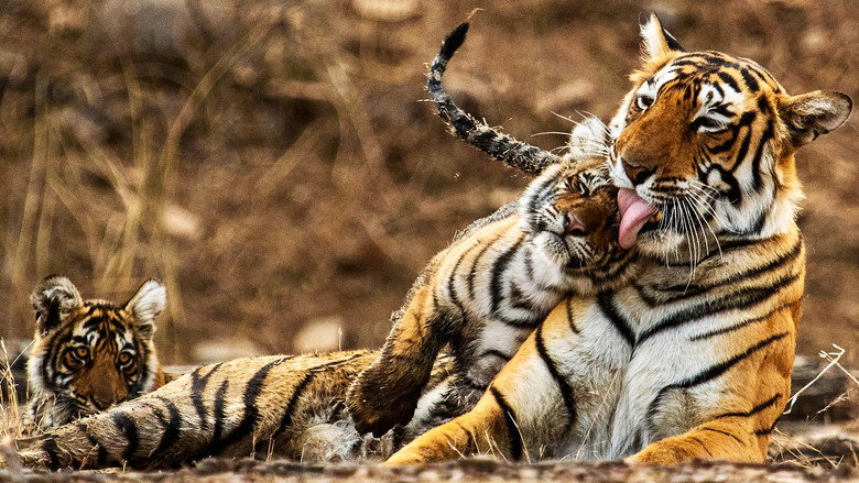 My Tiger Family still 1