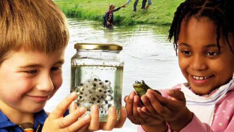 Frogs & Toads still 1