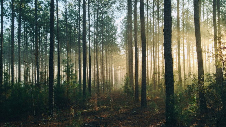 Into The Woods (AUS Productions) still 1