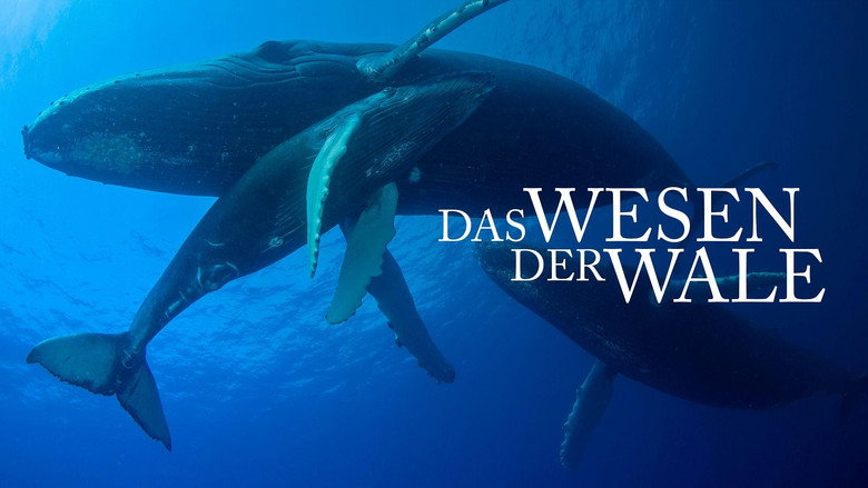 Whale Wisdom still 4