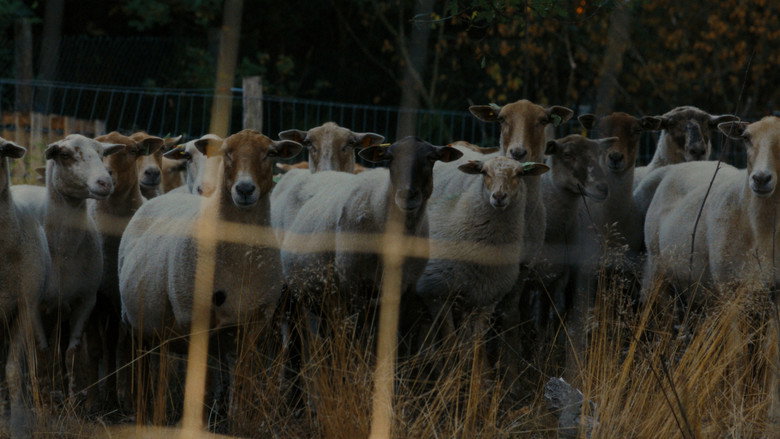 Sheep still 1