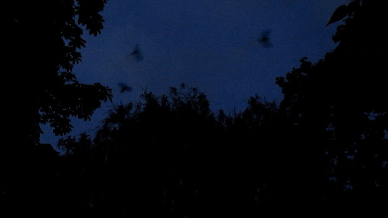 Les oiseaux de l'Est still 2