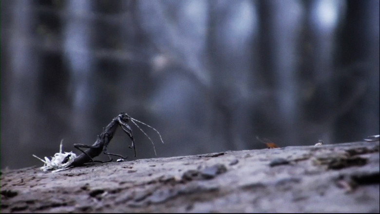 Feral still 5