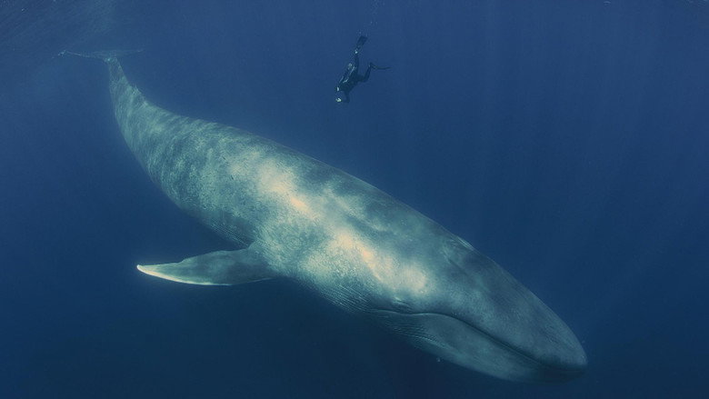 Big Pacific still 4