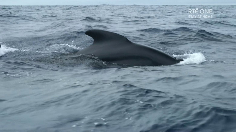 Ireland's Deep Atlantic still 3