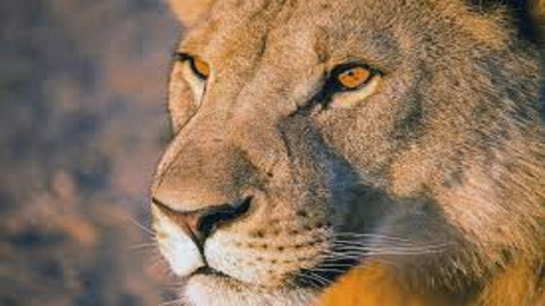 Vanishing Kings: Desert Lions of the Namib still 1
