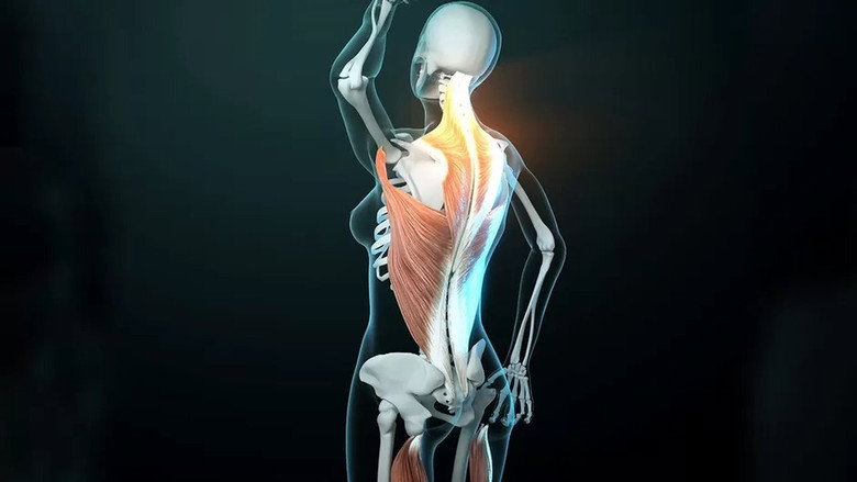 Fascinating Fasciae: The Hidden World Under Our Skin still 1