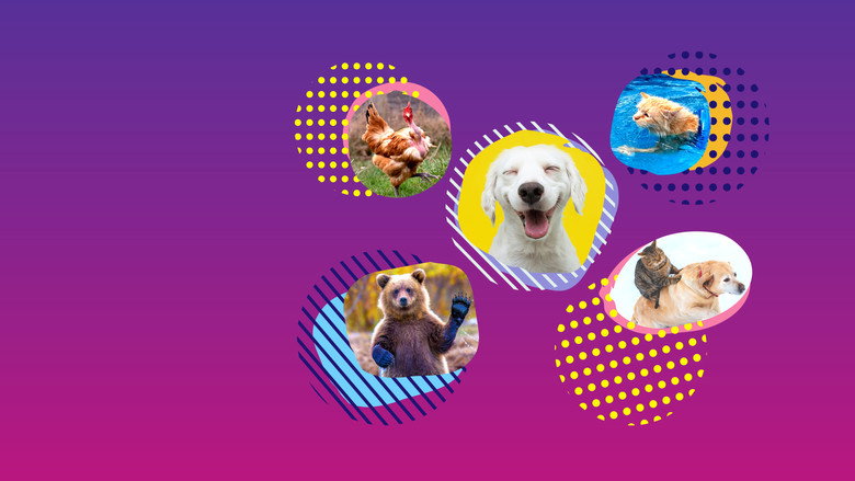 America's Funniest Home Videos: Animal Edition still 1