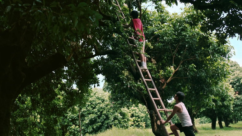 Secrets Happened on the Litchi Island still 1