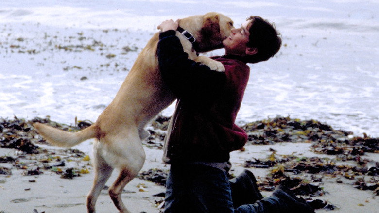 Far from Home: The Adventures of Yellow Dog still 4