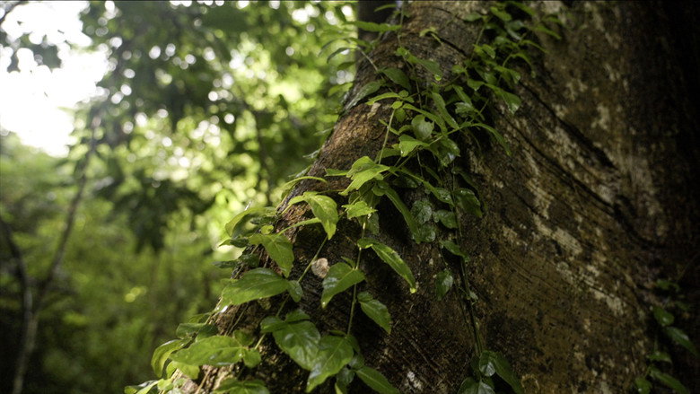 Curandera still 4