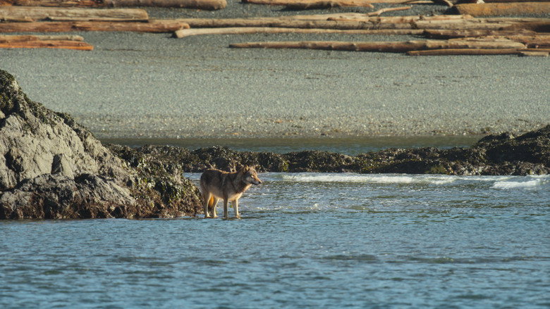 Island of the Sea Wolves still 4