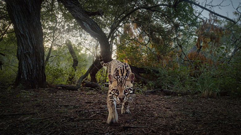 Deep in the Heart: A Texas Wildlife Story still 1