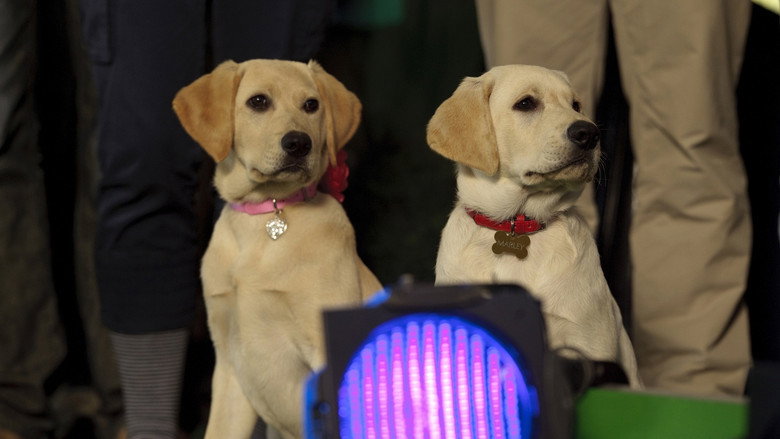 Marley & Me: The Puppy Years still 6