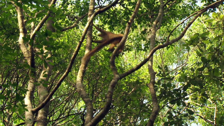 Madagascar: The Lost Makay still 2
