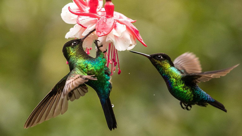 The Hummingbird Effect still 1