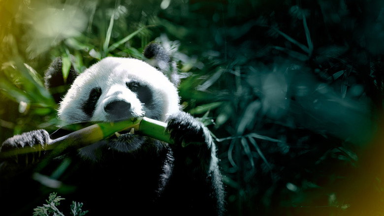 The Hidden Kingdoms of China still 1