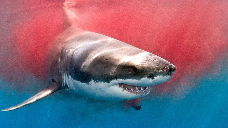 The Search for the Ocean's Super Predator still 6