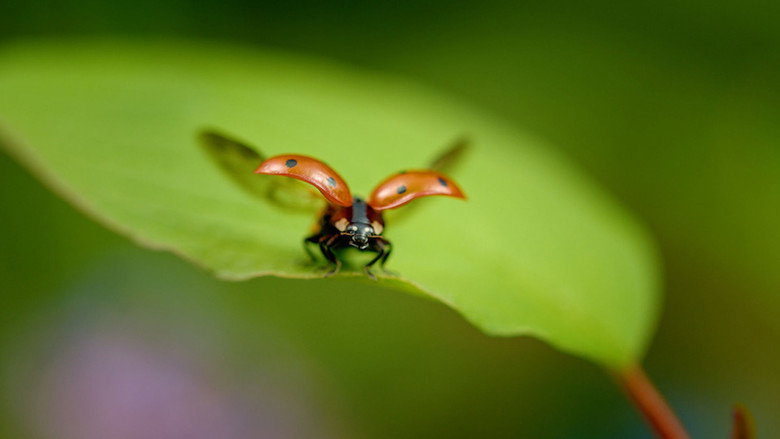 The Marvelous Wild World of the Vegetable Garden still 7