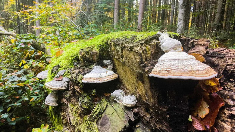 The Wild Forest still 3
