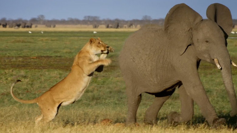 Africa's Giant Killers still 2
