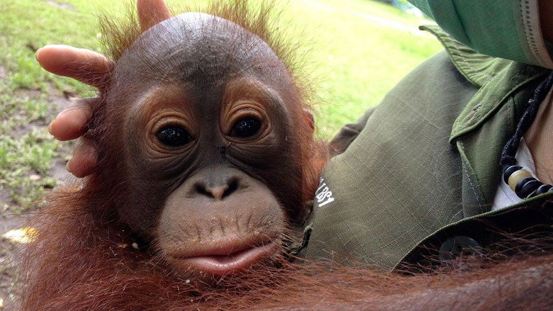 Orangutan Rescue - Back to The Wild still 1