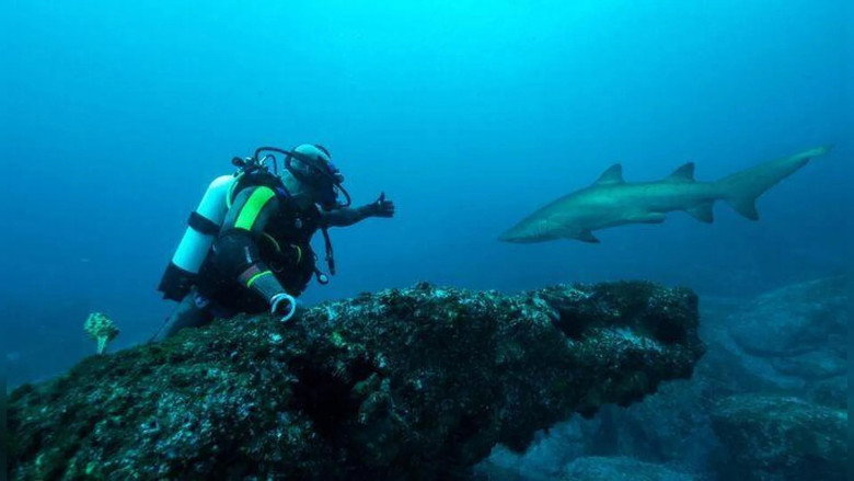 Sydney Harbor Shark Invasion still 2