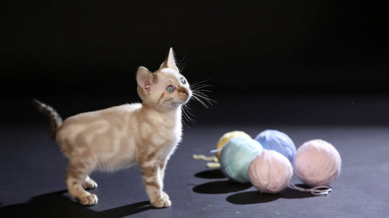 The Story of Cats still 4