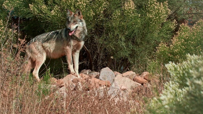 Lobo Mexicano still 2