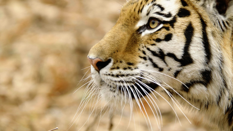 Wild Russia still 1