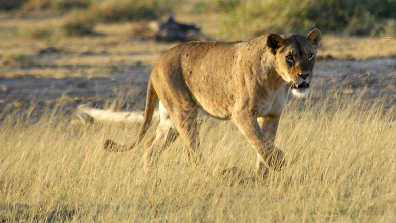 Little Big Cat still 1