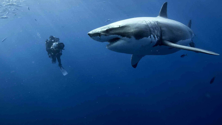 Oceans still 4