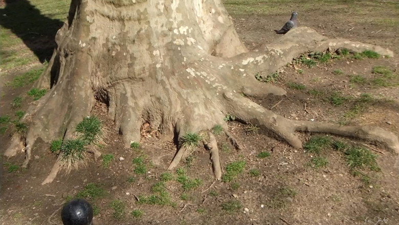 Roots of Manhattan still 1