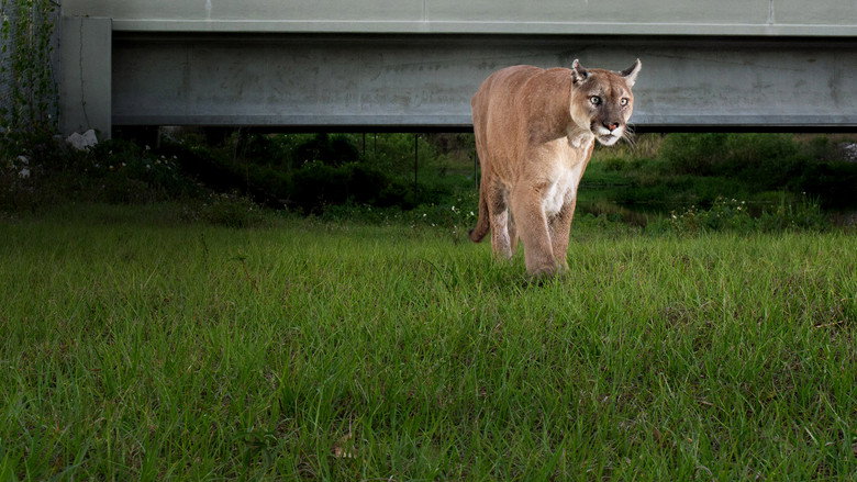 Path of the Panther still 2