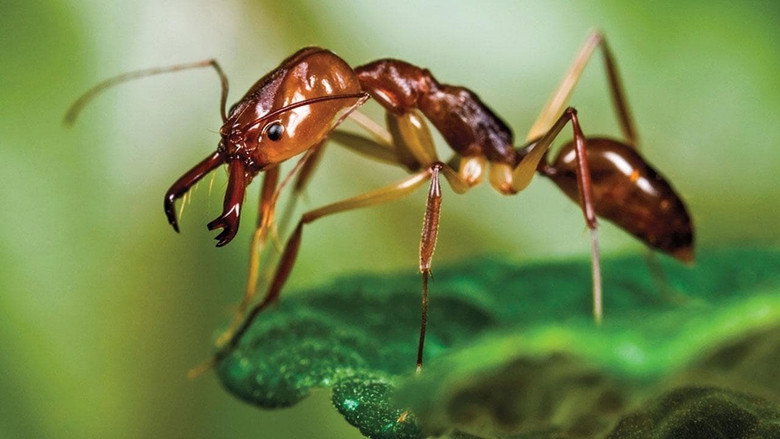 Ants - Nature's Secret Power still 1