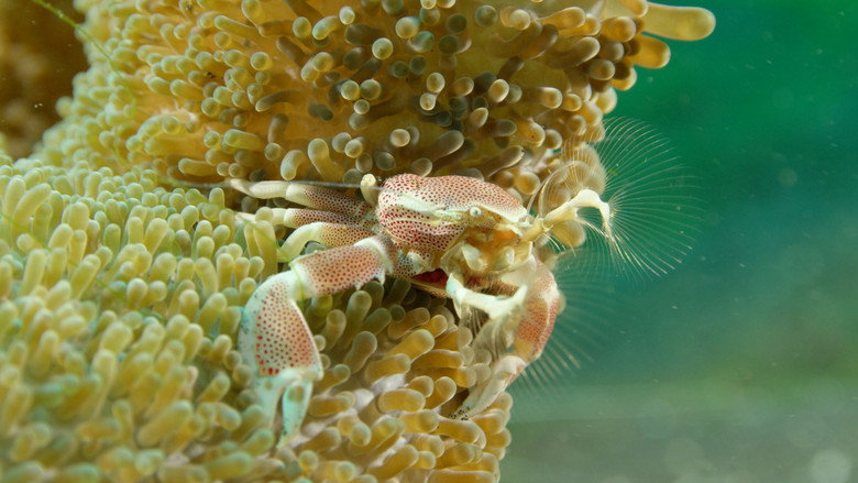 Wonders of the Ocean still 3