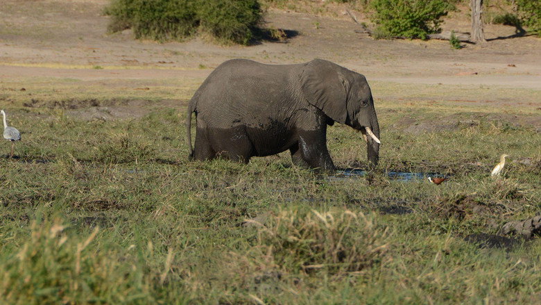 Kids Safari still 2