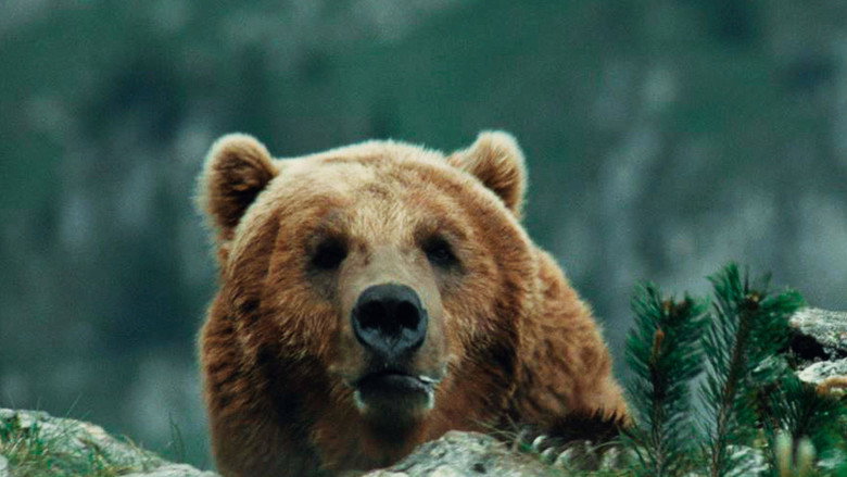 The Bear still 3