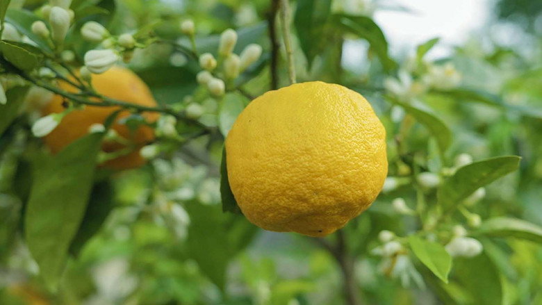 Die Welt der Zitrusfrüchte still 1